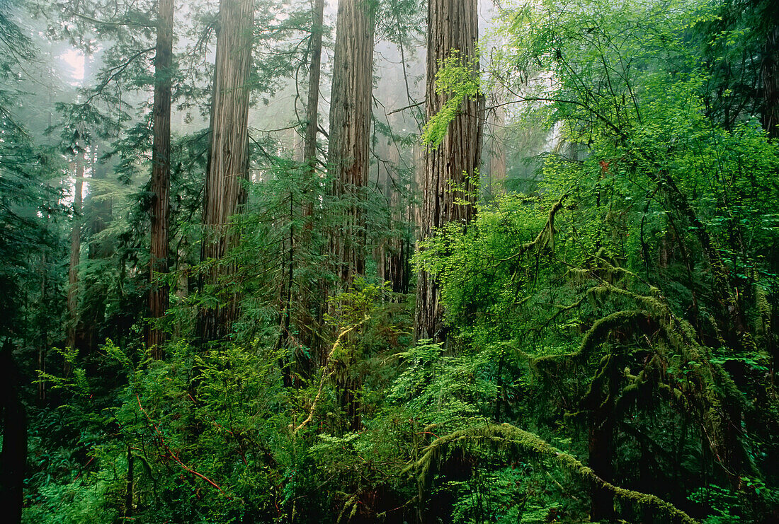 Forest Prairie Creek Redwoods State Park California,USA