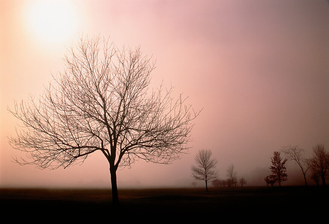 Herbstnebel in der Nähe von St. Catharines, Ontario, Kanada