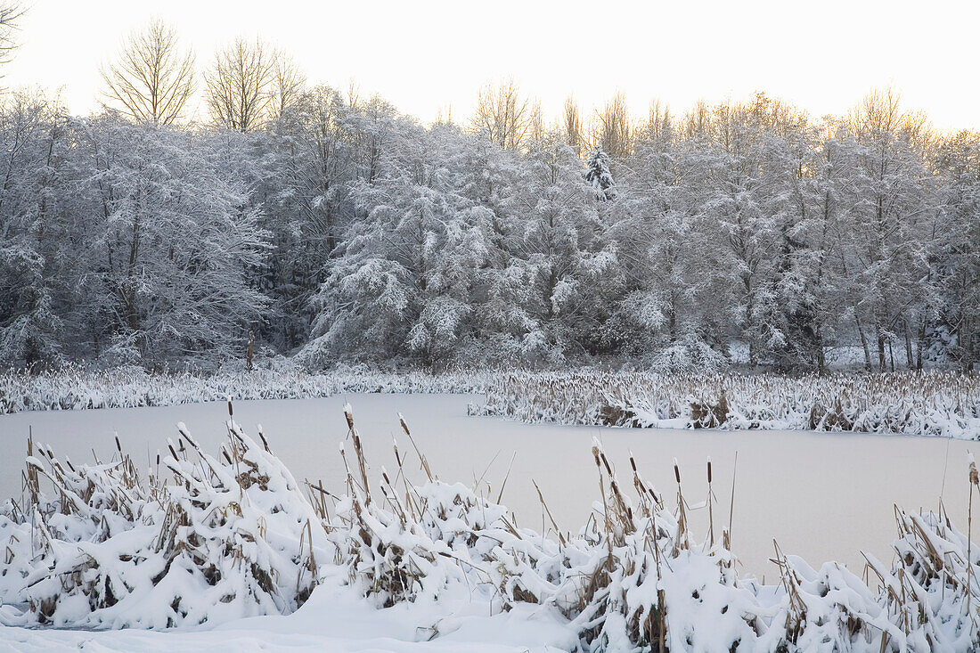 Snowy landscape and frozen pond in Jericho Beach Park,Vancouver,Canada,Vancouver,British Columbia,Canada