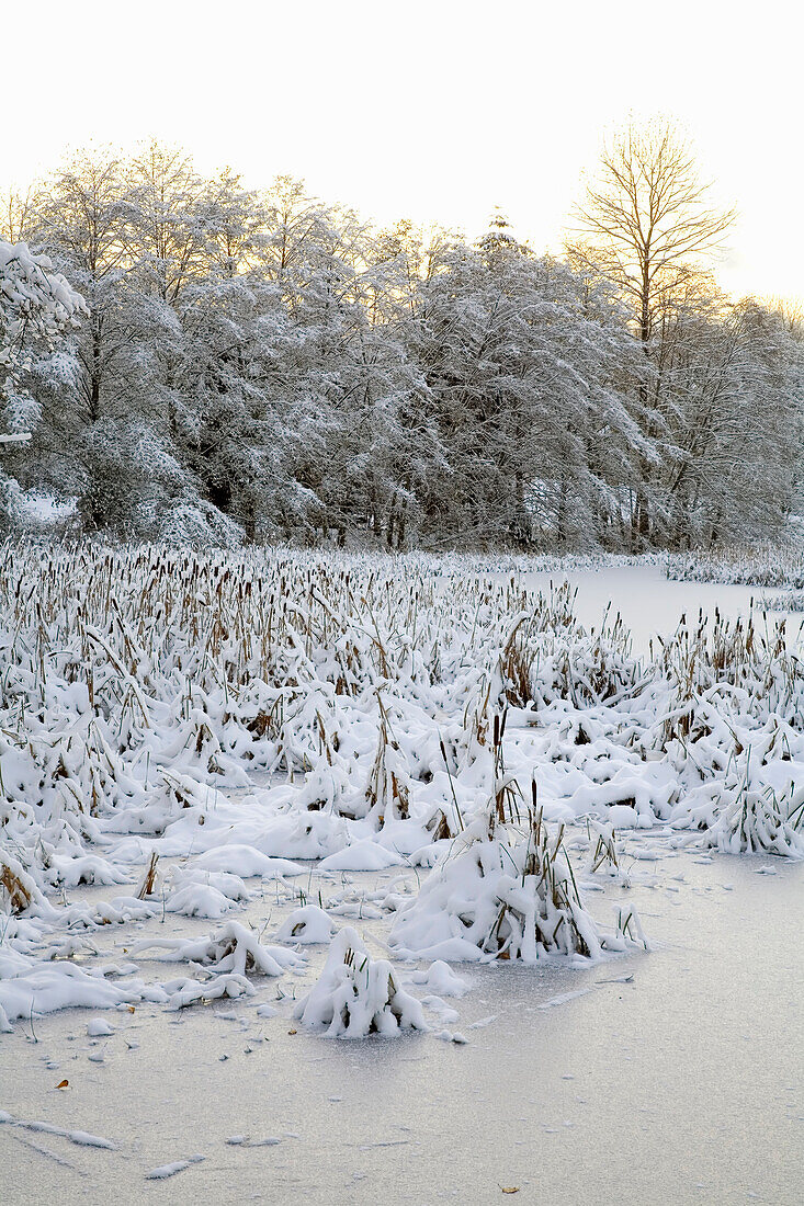 Snowy landscape and frozen pond in Jericho Beach Park,Vancouver,Canada,Vancouver,British Columbia,Canada