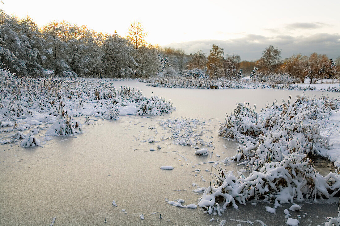 Snowy landscape and frozen pond in Jericho Beach Park,Vancouver,Canada,Vancouver,British Columbia,Canada