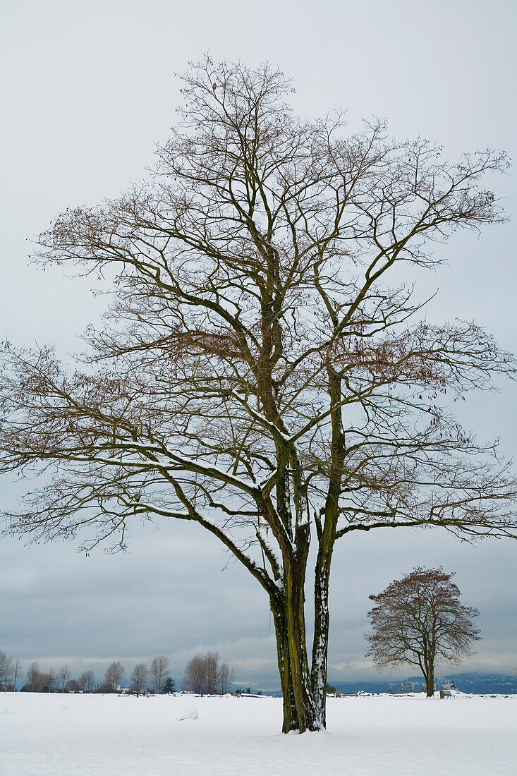 Baum, Jericho Beach Park, Vancouver, Britisch-Kolumbien, Kanada