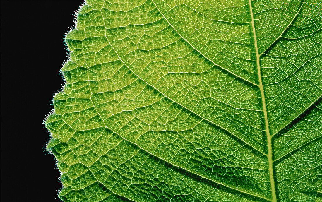 Close-Up of Leaf