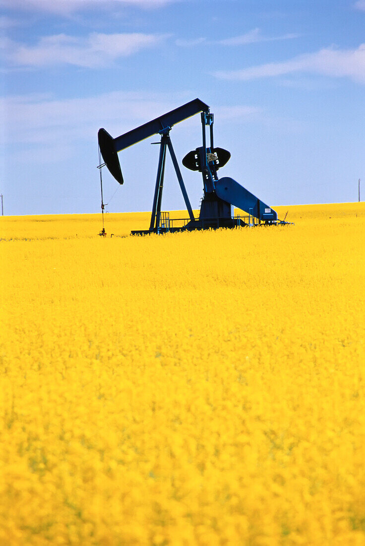 Oil Pump in Canola Field Drumheller,Alberta,Canada
