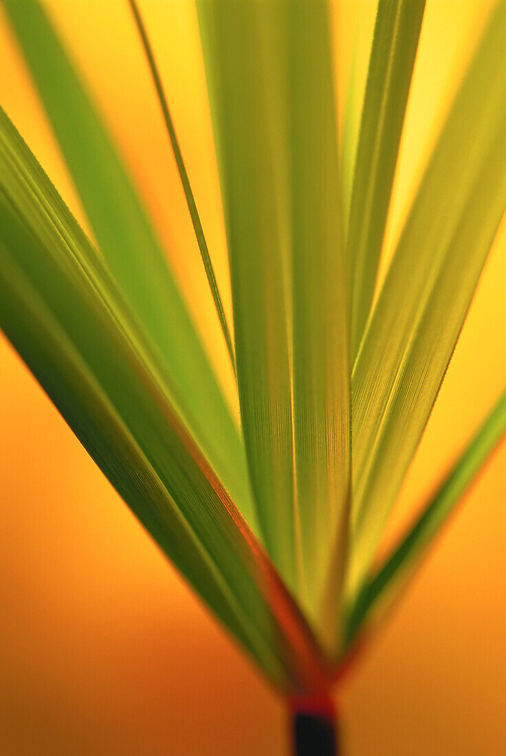 Close-Up of Papyrus Plant