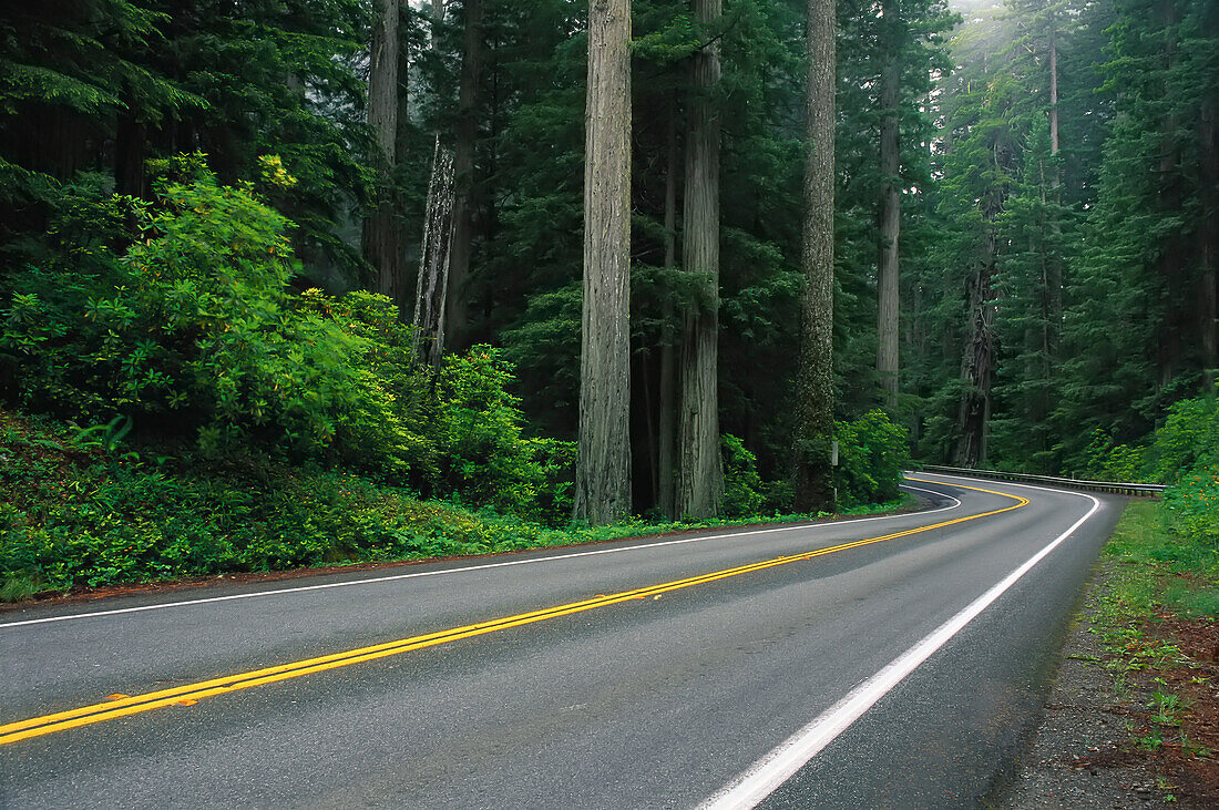 Straße durch den Wald Del Norte Coast Redwoods State Park, Kalifornien, USA