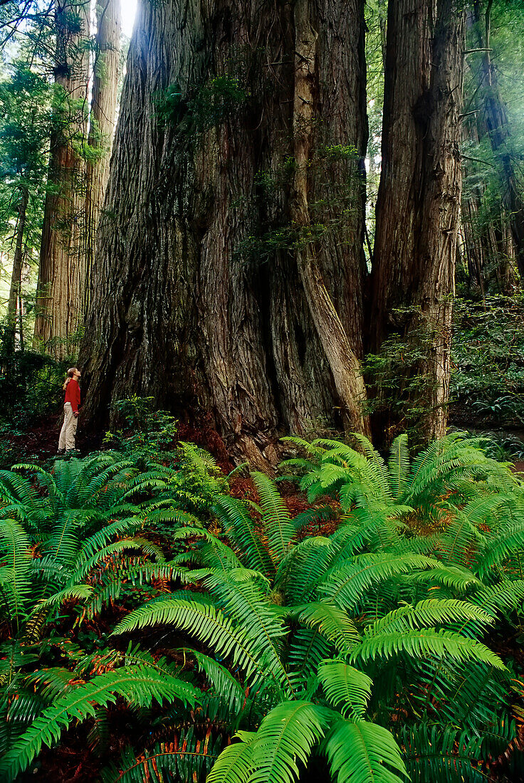 Girl in Prairie Creek Redwoods State Park,California,USA