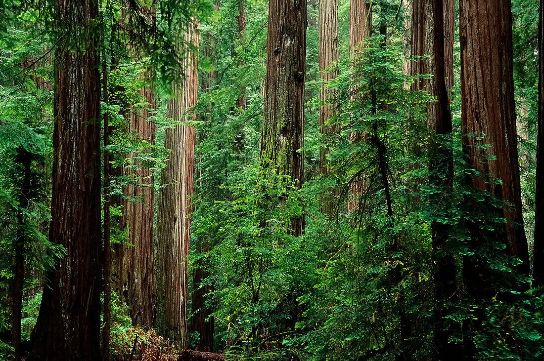 Bäume und Laub im Humboldt Redwoods State Park Kalifornien,USA