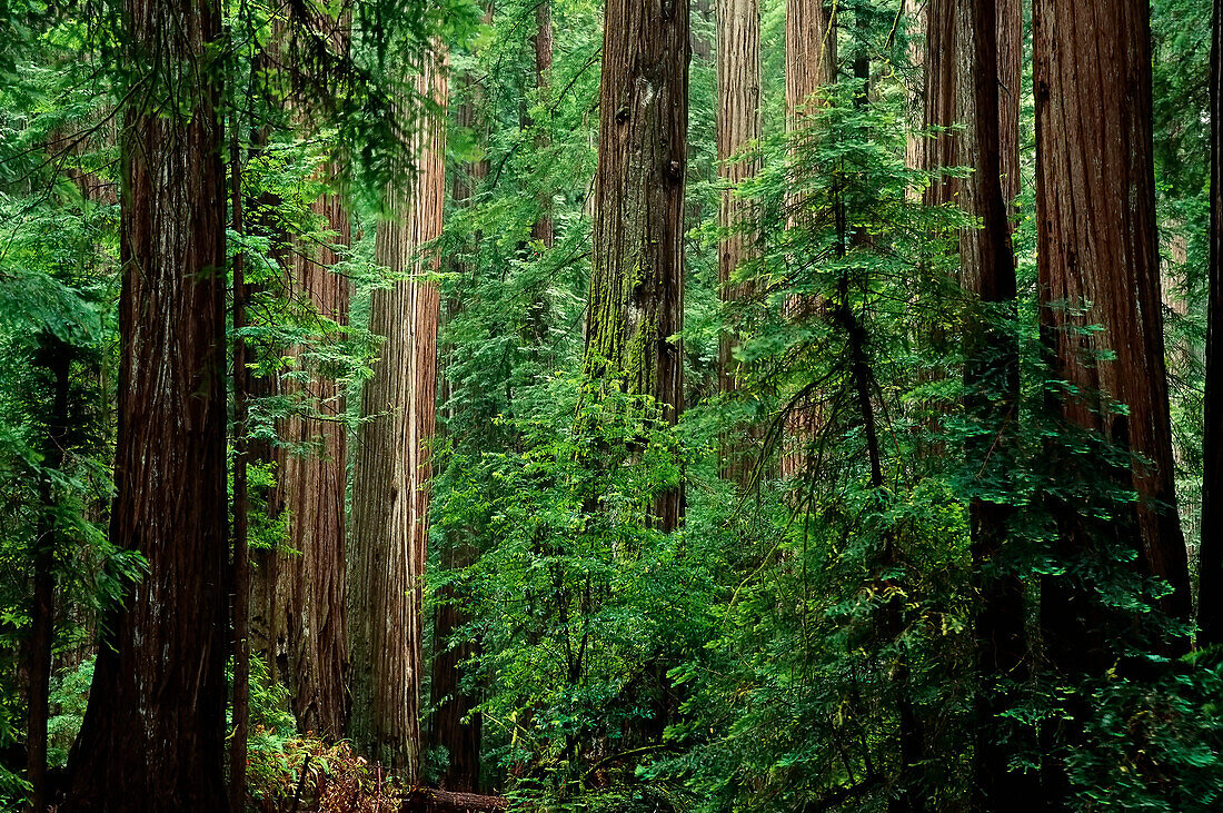 Trees and Foliage in Humboldt Redwoods State Park California,USA