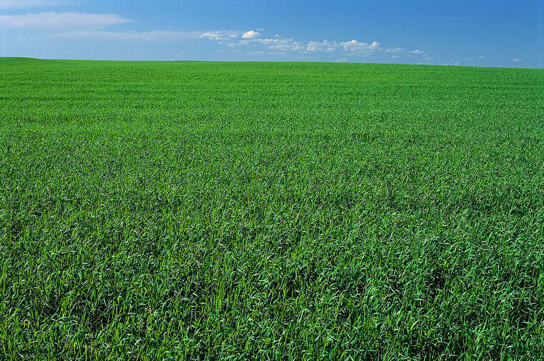 Wheat Field Saskatchewan,Canada
