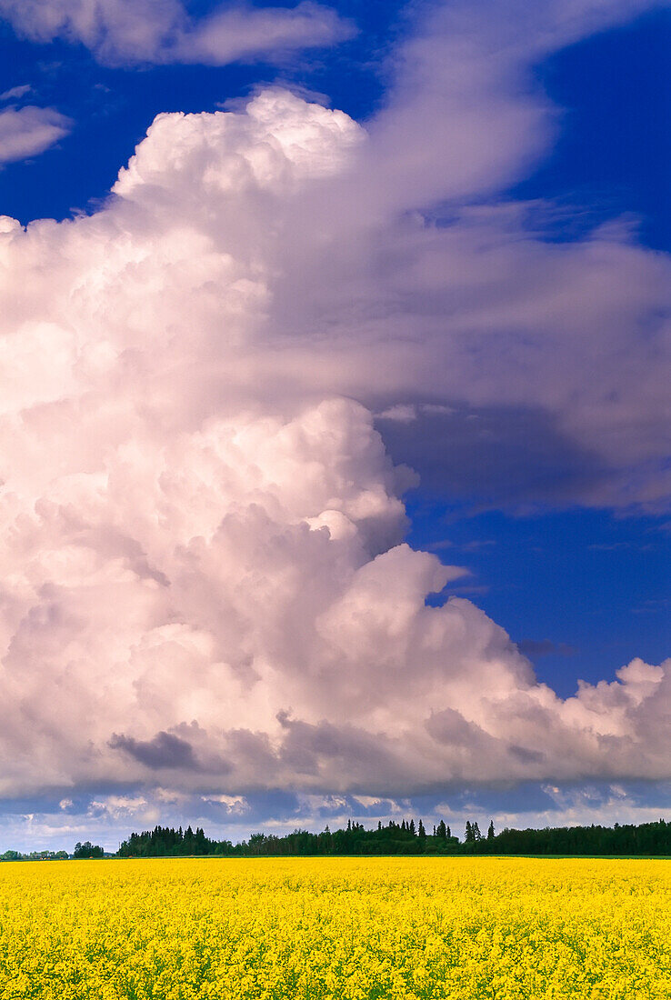 Cloud Over Canola Field Manitoba,Canada