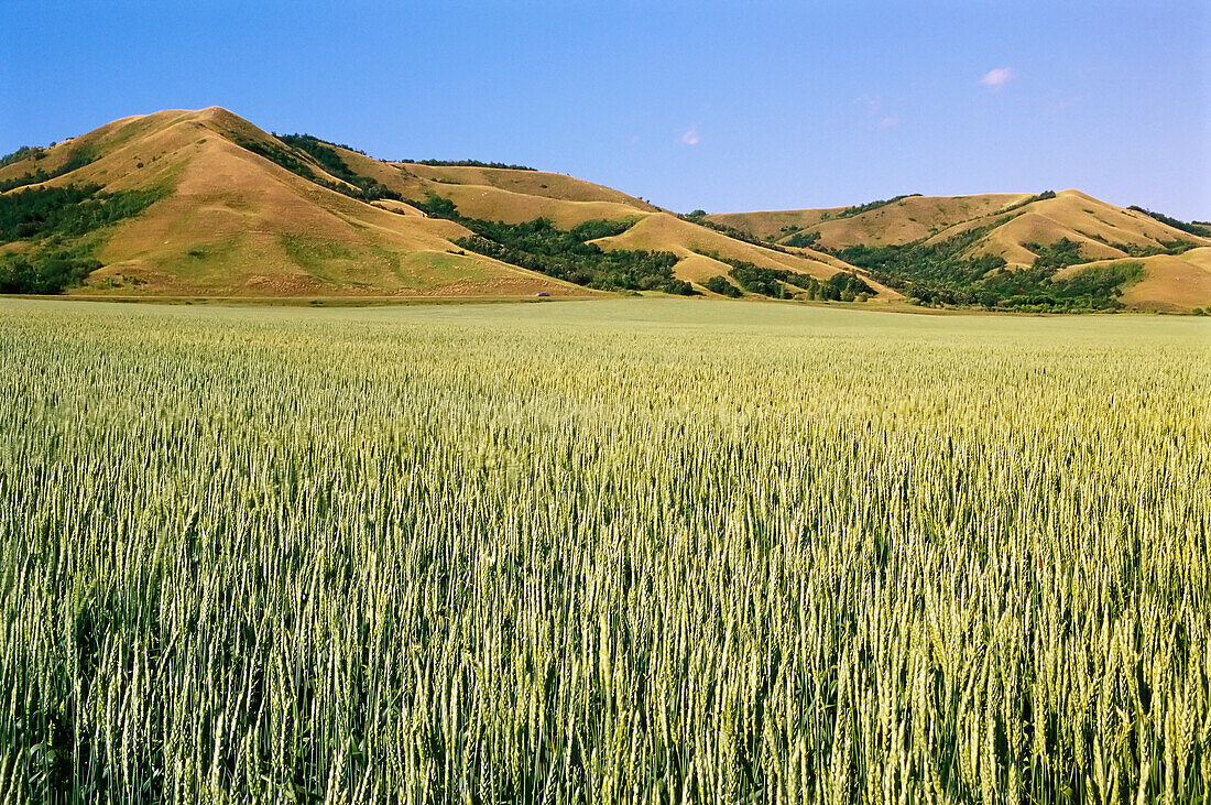 Field Qu'Appelle Valley Saskatchewan,Canada