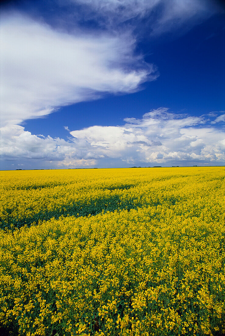 Canola Field Manitoba,Canada