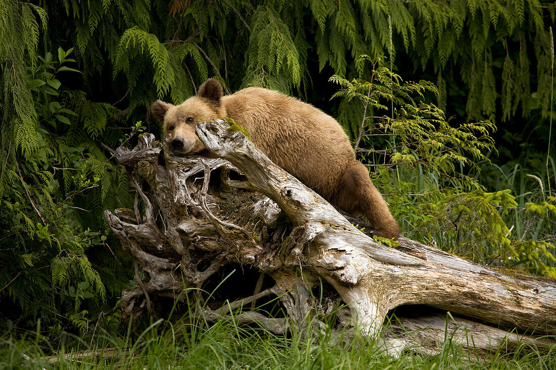 Young Grizzly Bear Sleeping on a Stump,Glendale Estuary,Knight Inlet,British Columbia,Canada