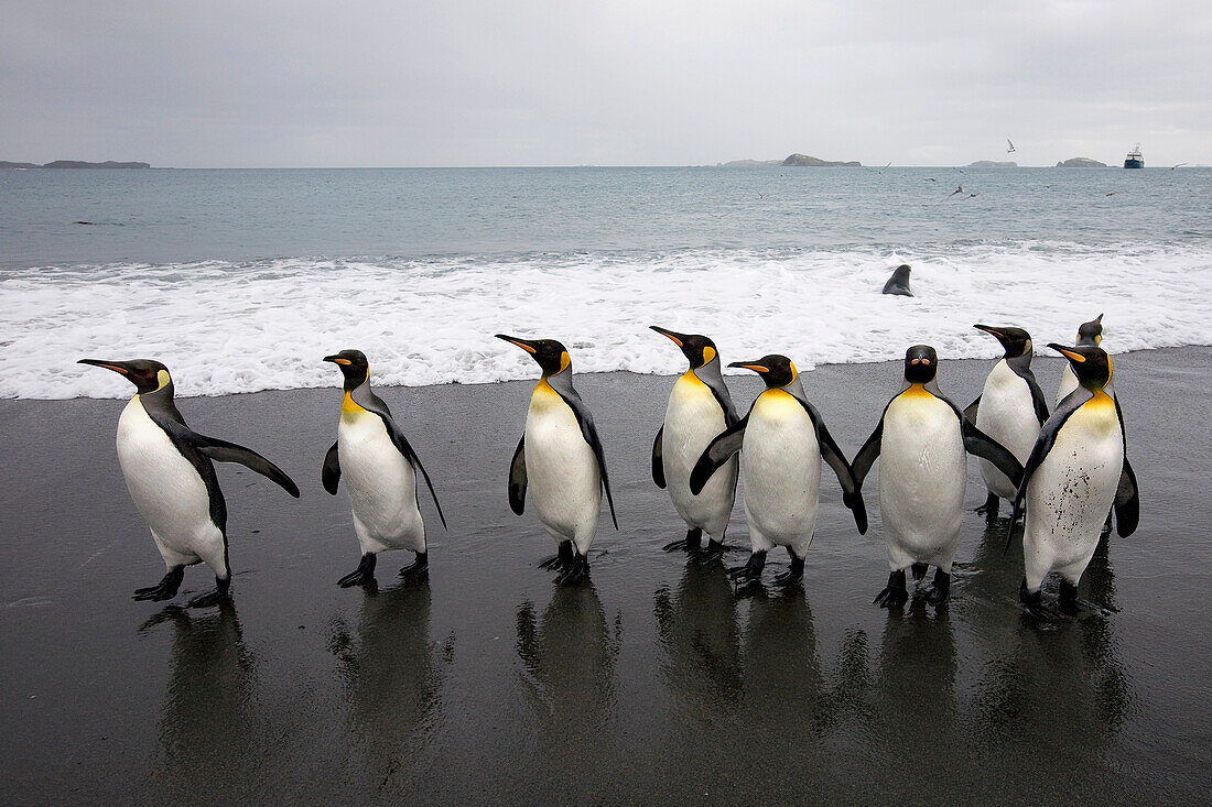 Königspinguine am Strand, Südgeorgien-Insel, Antarktis