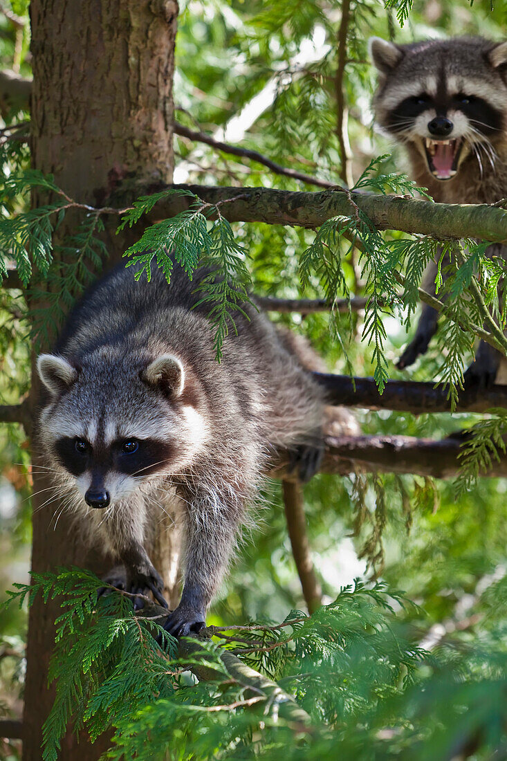 Waschbären im Stanley Park, Vancouver, British Columbia, Kanada