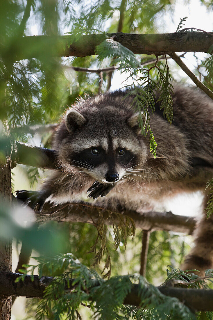 Raccoon in Stanley Park,Vancouver,British Columbia,Canada