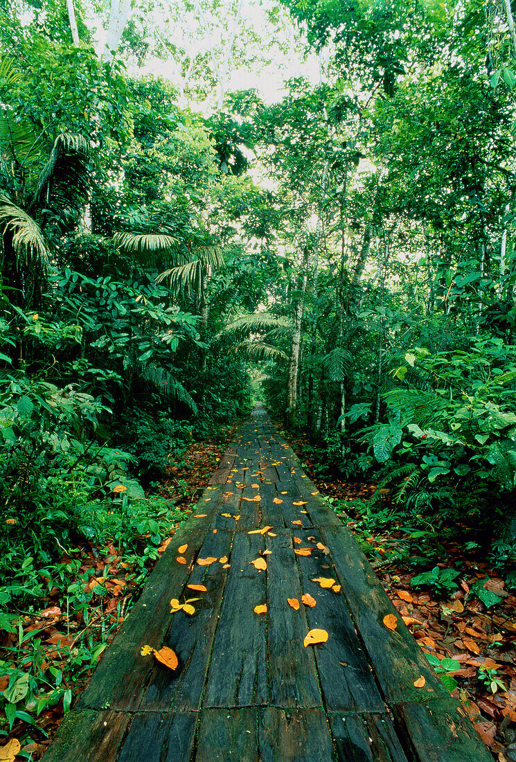 Pfad durch den Wald Amazonasbecken, Napo, Ecuador