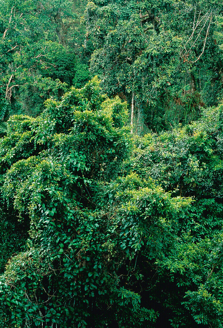 Tropical Rainforest Amazon Basin Napo Province,Ecuador