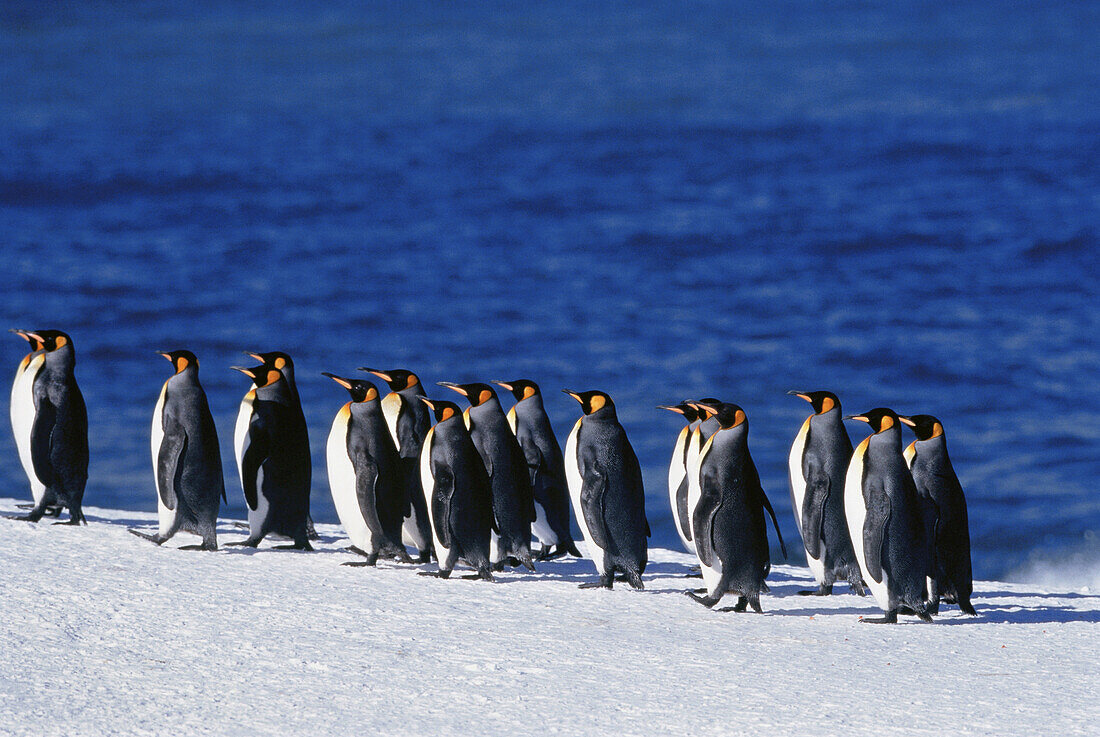 King Penguins Gold Harbour,South Georgia Island,Antarctic Islands