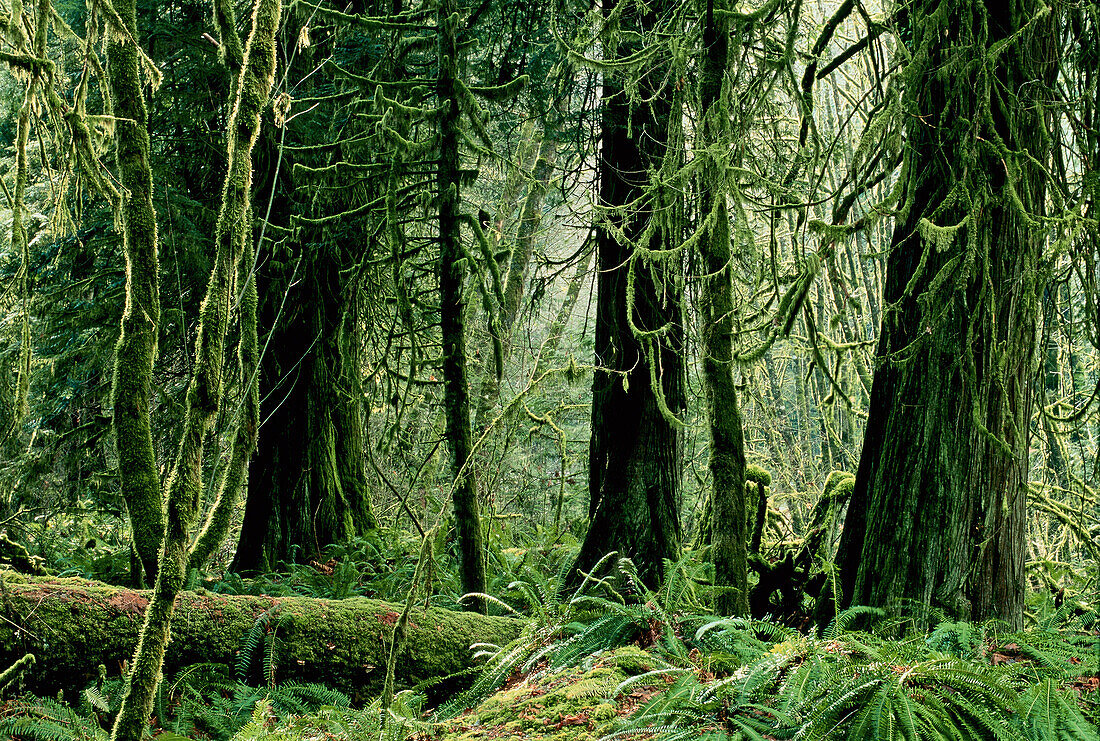 Rainforest,Goldstream Provincial Park,Vancouver Island,British Columbia Canada