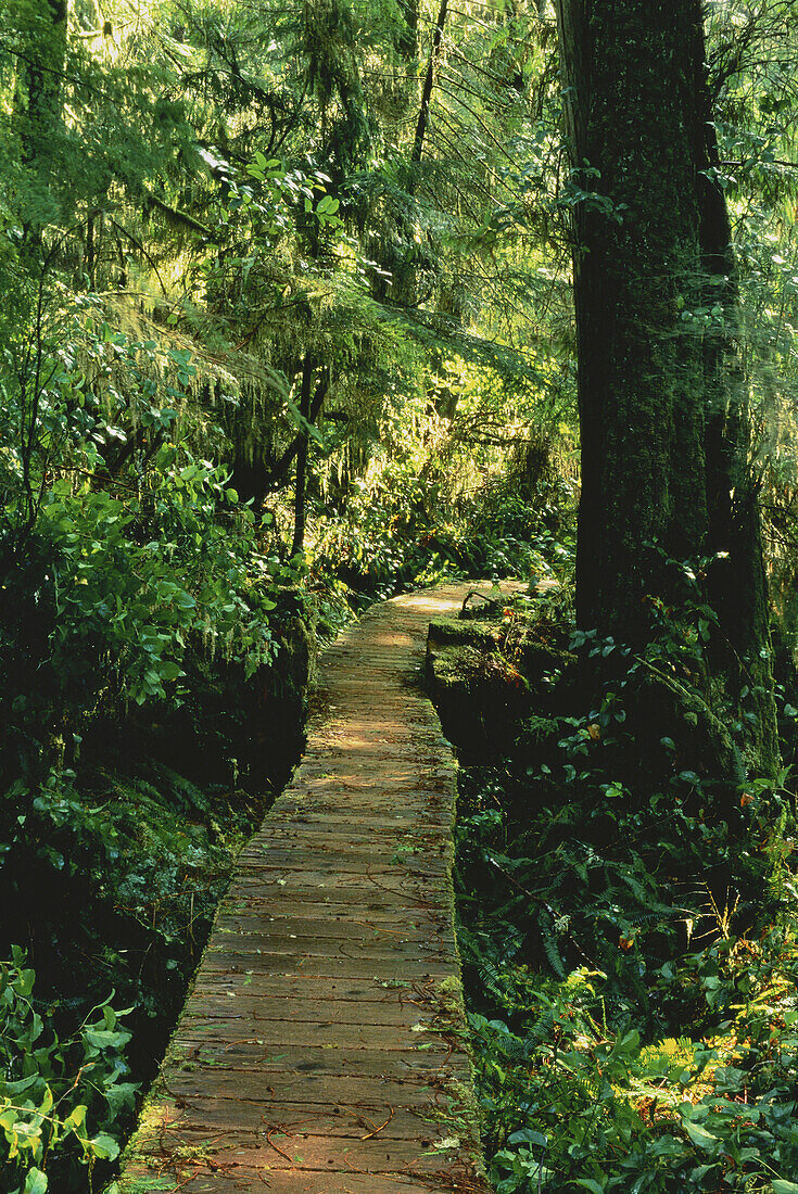 Pfad durch den Wald, Pacific Rim National Park, Vancouver Island British Columbia, Kanada