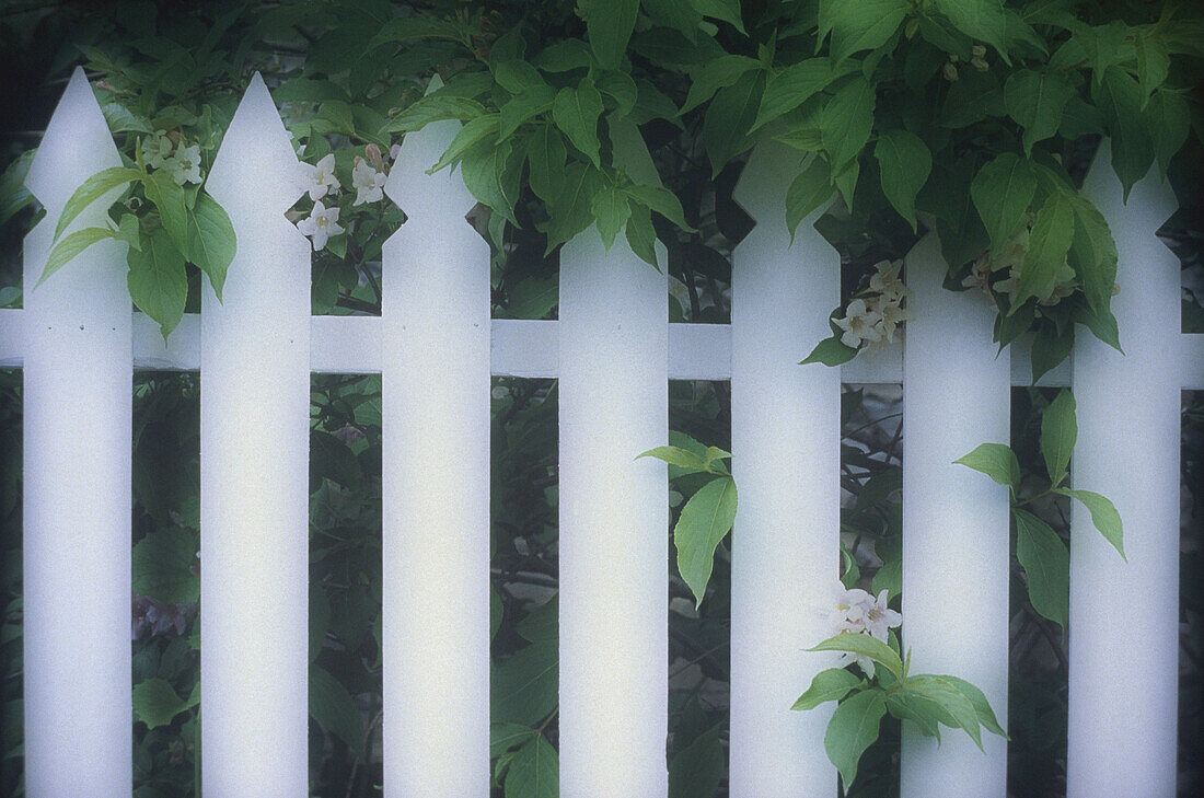 Close-Up of White Picket Fence And Flowers,Kingston,Ontario,Canada