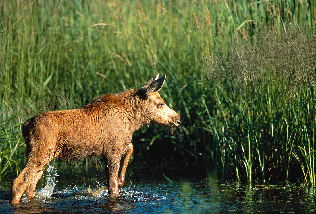 Moose Calf Standing in Water Near Tall Grass Ontario,Canada