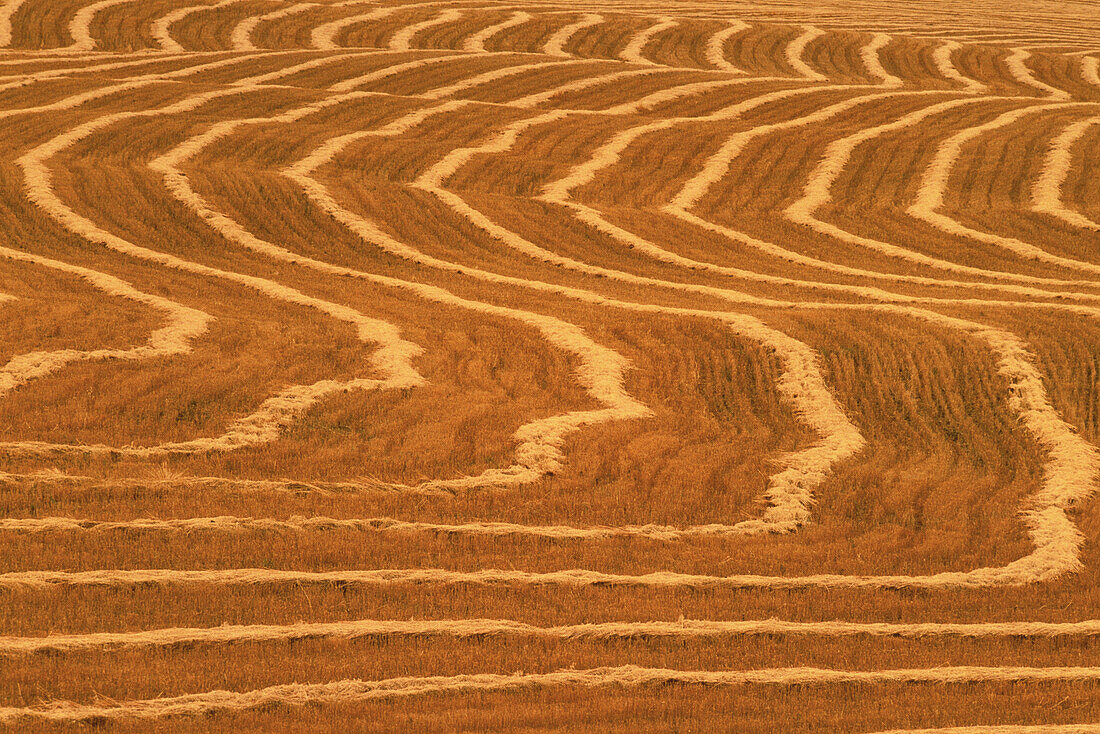 Getreidefeld mit Schwaden Alberta, Kanada