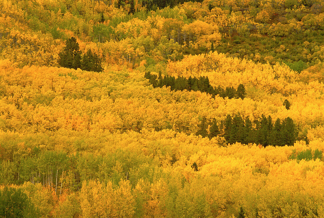 Aerial View of Forest in Autumn Yukon Territories,Canada