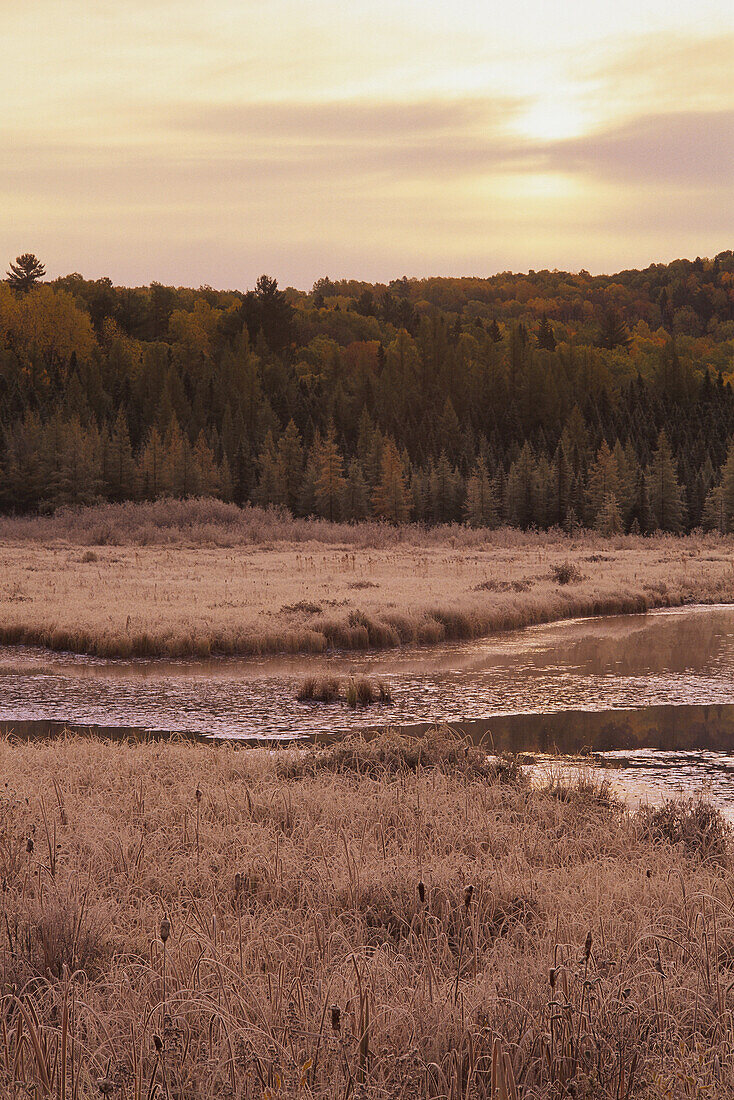 Frost on Grass near Costello Creek in Autumn at Sunrise,Algonquin Provincial Park,Ontario,Canada