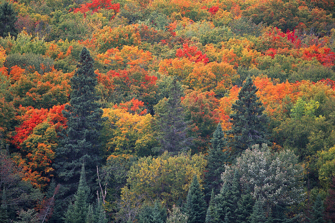 Forest in Autumn,Algonquin Provincial Park,Ontario,Canada