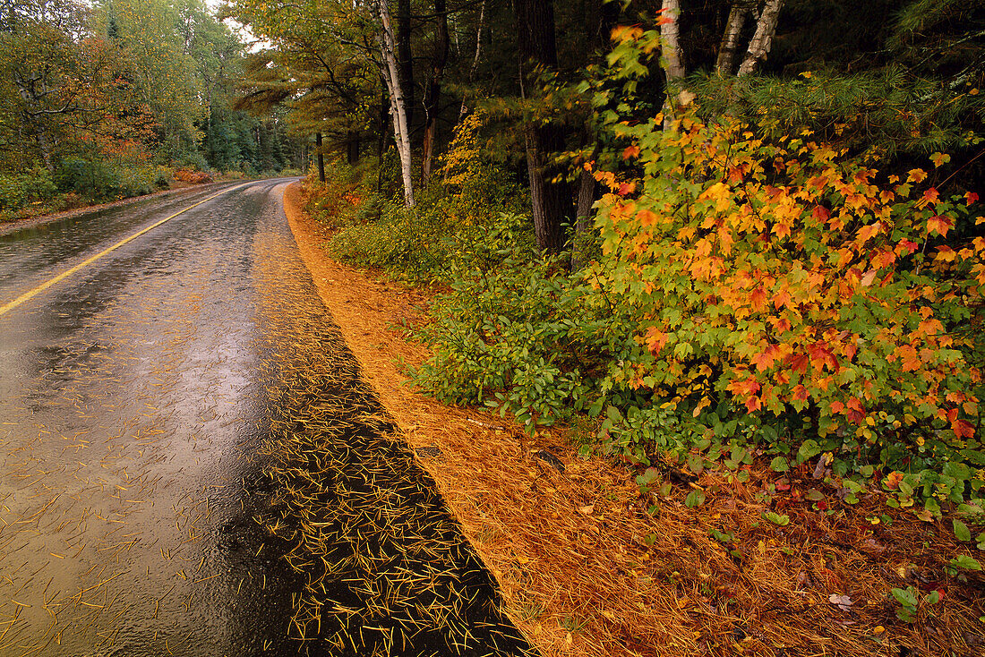 Opeongo Lake Road und Bäume im Herbst, Algonquin Provincial Park, Ontario, Kanada