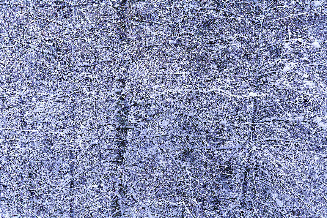 Schneebedeckte Tamarack-Bäume, Algonquin Provincial Park, Ontario, Kanada