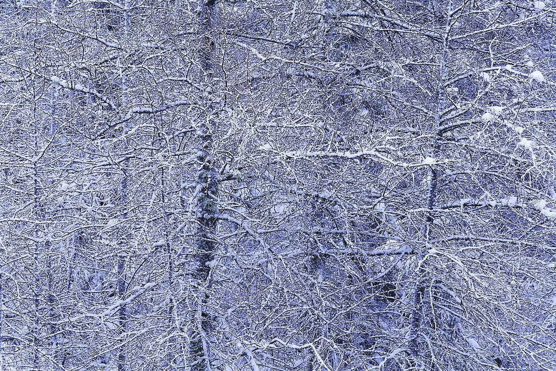 Snow Covered Tamarack Trees,Algonquin Provincial Park,Ontario,Canada