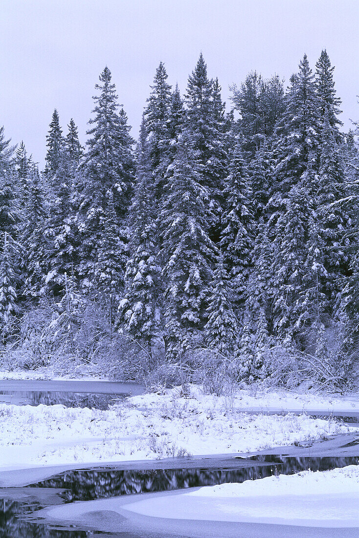 Forest and Stream in Winter,Algonquin Provincial Park,Ontario,Canada