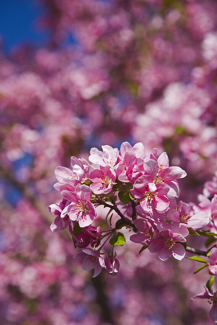 Nahaufnahme von Krabbenapfelbaumblüten