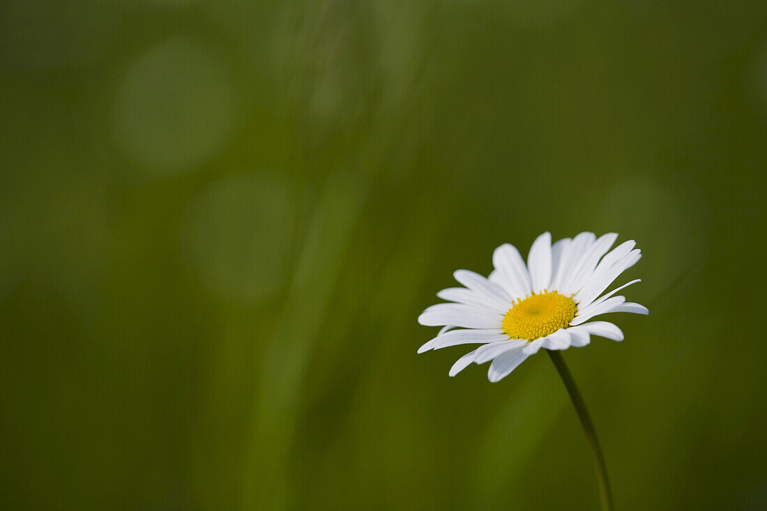 Oxeye Daisy