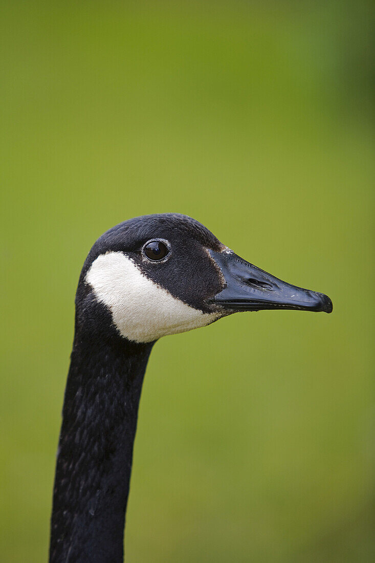 Canada Goose