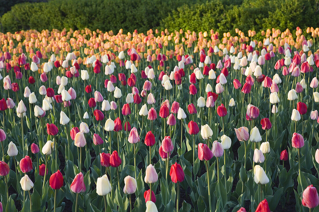 Tulpen, Commissioner's Park, Ottawa, Ontario, Kanada