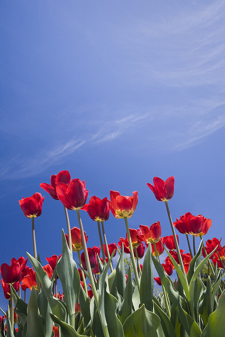 Tulips,Commissioner's Park,Ottawa,Ontario,Canada