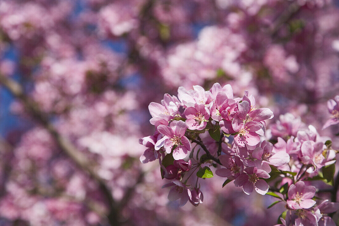 Flowering Crab Apple Tree