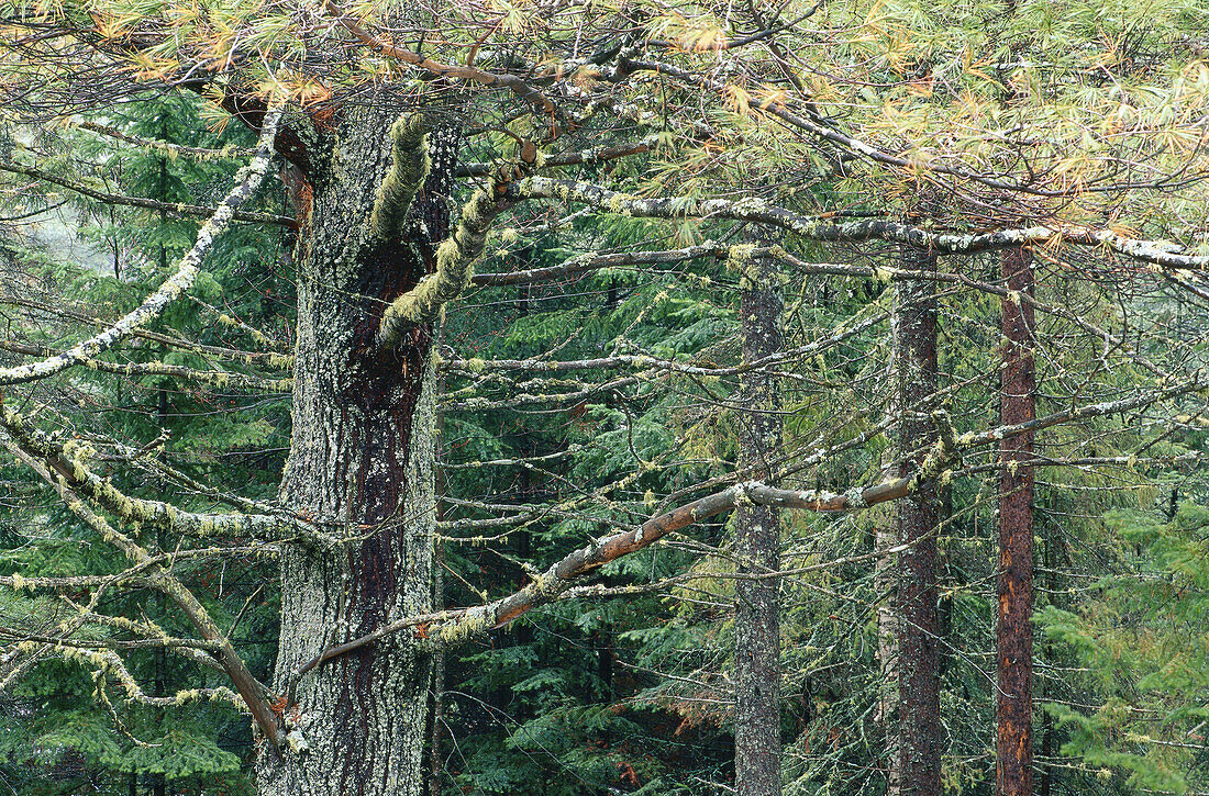 Weißkiefer und Balsamtanne, Algonquin Provincial Park, Ontario, Kanada