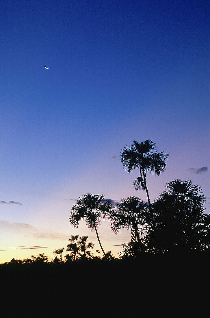 Tropical Rainforest,Amazon Basin,Napo Province,Ecuador