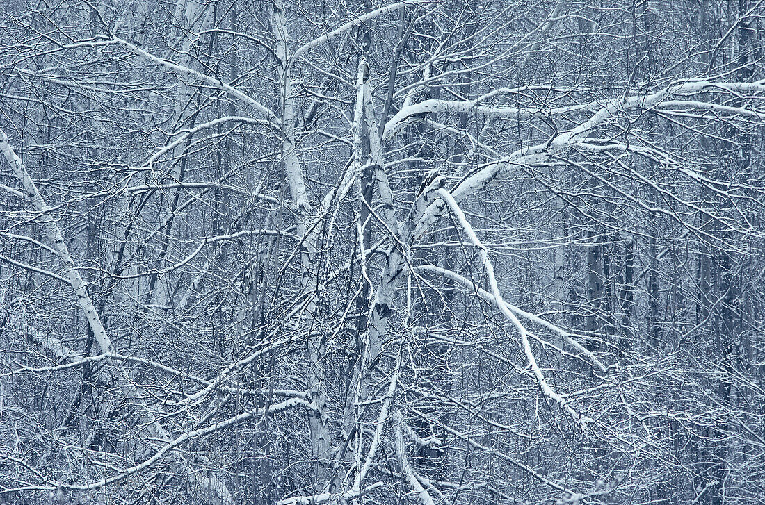 Weiße Birken, Gatineau Park, Quebec, Kanada