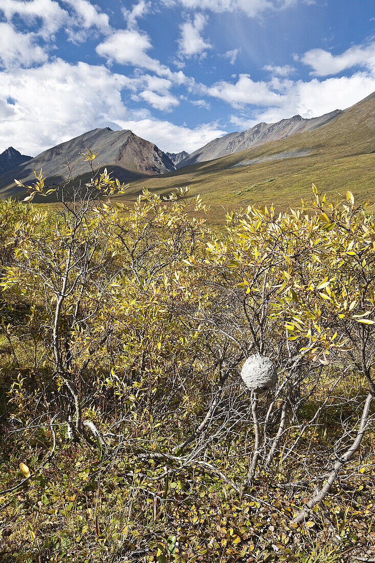 Wasp Nest in Willow Shrubs,Klondike River Valley,Tombstone Territorial Park,Yukon,Canada