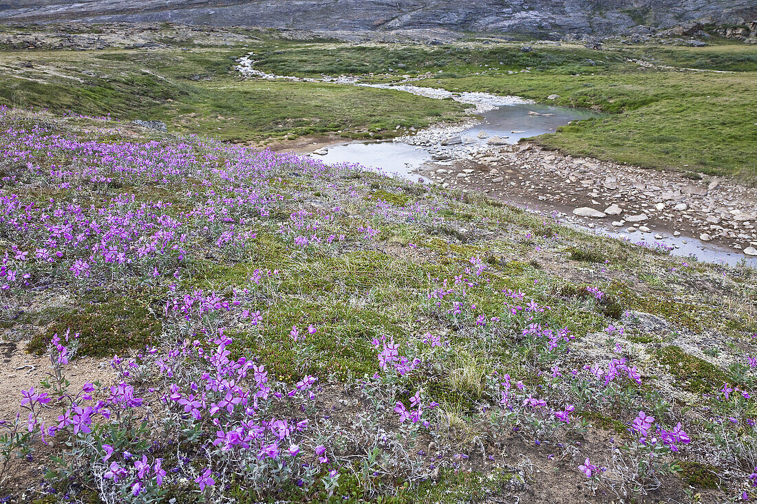 Breitblättriges Weidenröschen und Soper River, Katannilik Territorial Park Reserve, Baffin Island, Nunavut, Kanada