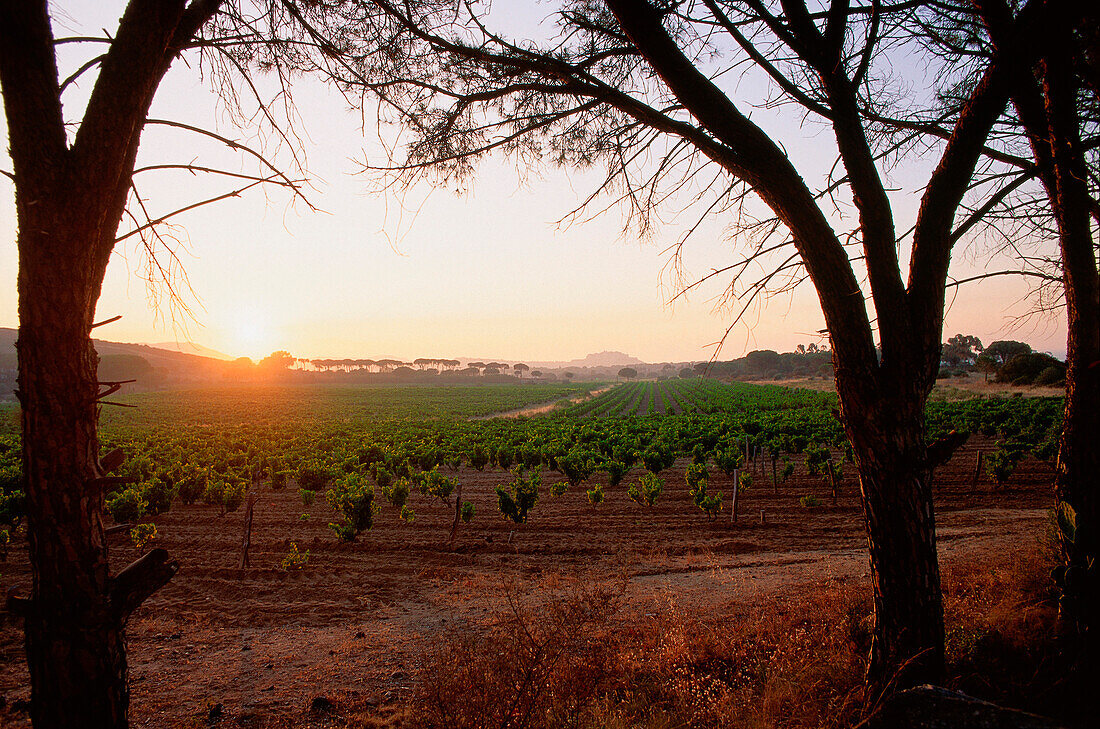 Vineyards at Calvi Citadel,Corsica,France