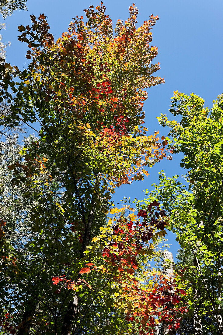 Fall Trees,Fitch Bay,Quebec,Canada