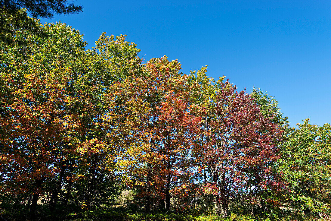 Herbstbäume,Fitch Bay,Quebec,Kanada